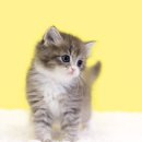 강남고양이분양 나비캣 이미지