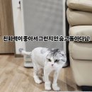 고양이미용&호텔 냥집사 이미지