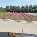 컴돌이 | [삿포로]3일차 비에이투어(엔데이트립)/팜토미타/준페이/탁신관/사계채의 언덕/청의 호수/흰수염폭포/돈...