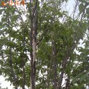 한국 특산식물 '노각나무'와 효능을 알아보면 이미지