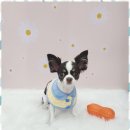 아임댕댕 이미지