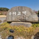 예산-43 | 예산 여행, 추사 김정희 고택에 봄이 찾아 왔어요. 노란 물결 수선화와 고택