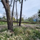 삼문동둔치길(삼문송림) 이미지