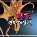 약산면-5 | 완도방파제낚시 문어 갑오징어 워킹 포인트 조행기