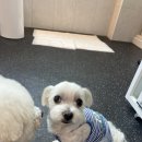 댕스히얼 | 30주