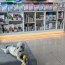 동물병원 여기로 이미지