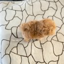 깜찍하개 이미지