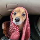 뭉이네 수제간식 | 뭉이네수제간식 동석이를 위한 특별한 선물 오리발