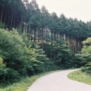Re:장성 편백나무 숲 이미지