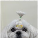 사계절, 멍 네이버블로그
