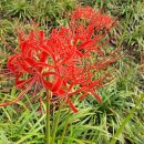 비상(소공원) 이미지