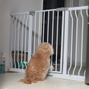 당신대게 이미지