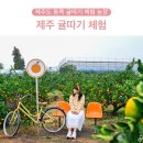 제주 귤따기 체험 제주도 동쪽 귤따기 체험 농장