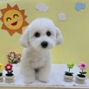 오늘도 해맑개 이미지