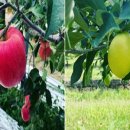 선돌농장 이미지