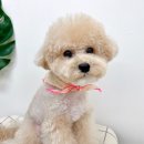 니니 애견 미용실 | 푸들 미용 스타일/ 귀툭튀 곰돌이컷 얼굴 위생미용 후기/ 도도버드