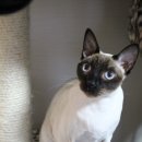 장화신은 고양이 & 강아지 미용 이미지