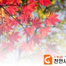 J3560 | 삼성 SL-J3560 붉게 출력 현상 수리 후기[무한잉크,무한프린터,천안프린터,아산프린터,복합기임대...