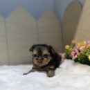 노이펫 강아지 고양이분양 춘천점 이미지