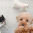 우신펫샵 이미지