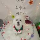 늘, 이쁘개 이미지