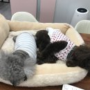 아델동물병원 이미지