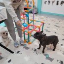 멍멍스쿨 이미지