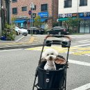 DOG 깨비 이미지