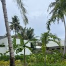 돌고래리조트 | [허니문] #6 몰디브 디갈리 리조트 자연환경과 돌고래투어후기 (어썸트래블)