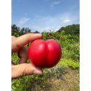 행복상회 이미지