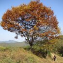 퍼즐 맞추듯 떨어진 산 이어가기! - 충주 신니면 화계산(240.4m)~화계산(380.5m)~수리봉(375m)~안산(265m)~가리봉산(285m)~안산(322.7m) 이미지