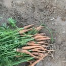 농부의 열매 이미지