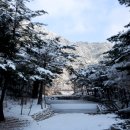 금강송 생태경영림 이미지