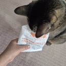 고양이 사료 뉴스 걱정없는 스킨앤헤어볼케어