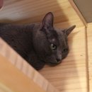 홍이삼이네 이미지