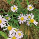 에코식물 생태도감 이미지