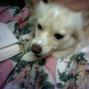 우리집 똥강아지 이미지