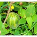 가마솥 별미 이미지