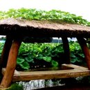 호박넝쿨 이미지