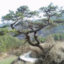 압곡1구 이미지