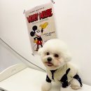 사랑옵개 이미지