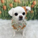 코지그루밍 이미지