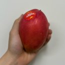 (주)오늘의선물 | [소비리뷰] 카카오톡 선물하기 과일 원월드 애플망고 &amp; 골드망고 내돈내산 후기(ft. 후숙, 보관법)