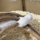 햄스터 분양 햄스터월드 이미지