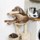 멍멍이 달린다 이미지