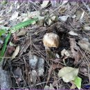 산새음 | 추석연휴동안 버섯산행