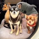 왈가왈부애견 이미지