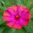 봉숭아손톱 이미지