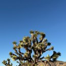 해와별 | LA 출발 조슈아트리 별보기•바베큐 당일투어 솔직 후기 (ACE투어)