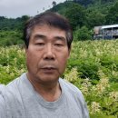 기러기알 청계알 혼합 입니다 종료합니다 이미지